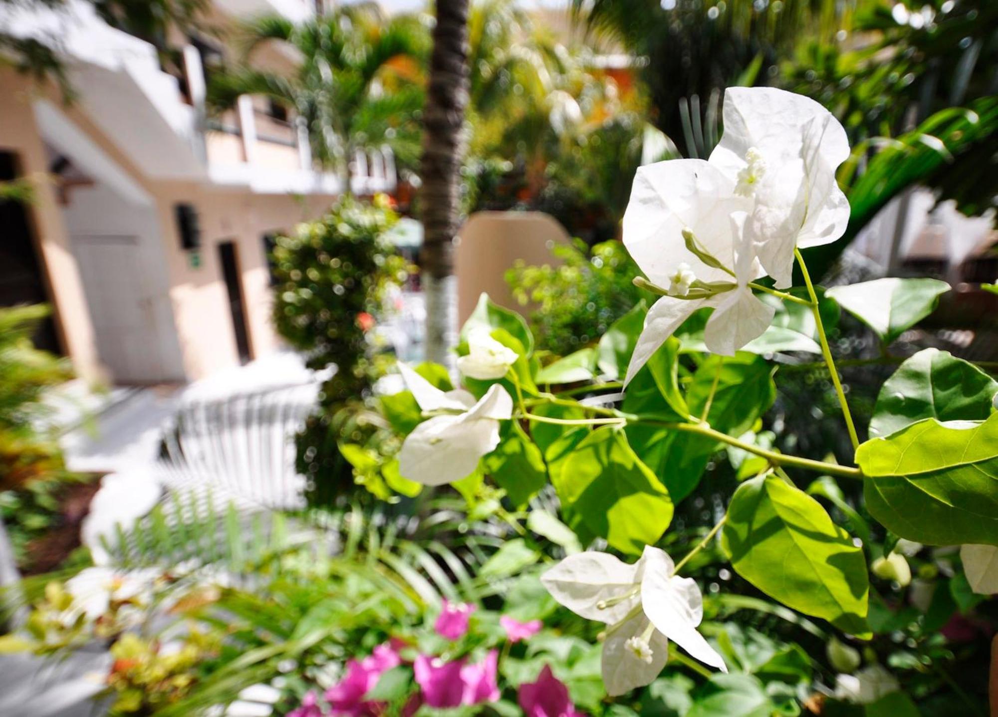 Hotel Beach Energy 5Th Av Playa del Carmen Szoba fotó